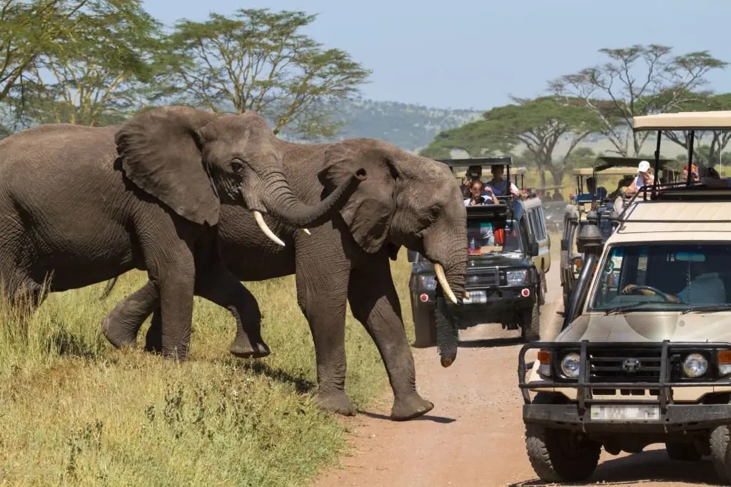 Experience the Best Safari and Wildlife Holiday in South Africa for Travellers